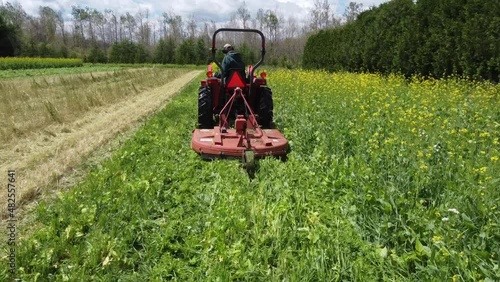 A low angle shot from behind a tractor cutting a mature cover crop down on an organic farm in the summer. photo