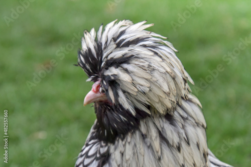 Silver laced polish pullet , bird farm chicken © Vieriu