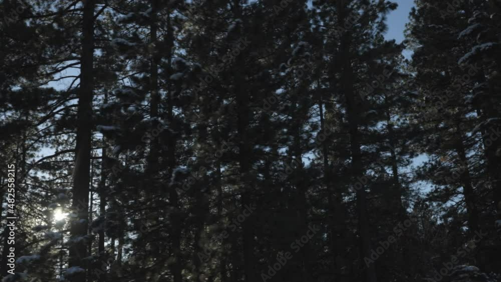 The sun peaks through Douglas Fir trees passing by as seen from the passenger side of a trip through Lake Tahoe. The sun peaks through Douglas Fir trees passing by as seen from the passenger side of a trip through Lake Tahoe.