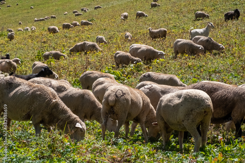 Grazing flock of sheep in green mountains. Grazing flock of sheep in green mountains.