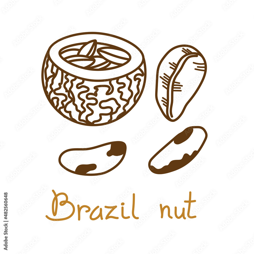 Brazil nut hand drawn graphics element for packaging design of nuts and ...