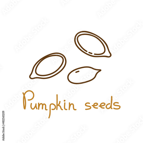 Pumpkin seeds hand drawn graphics element for packaging design of seeds or snack. Vector illustration in line art style