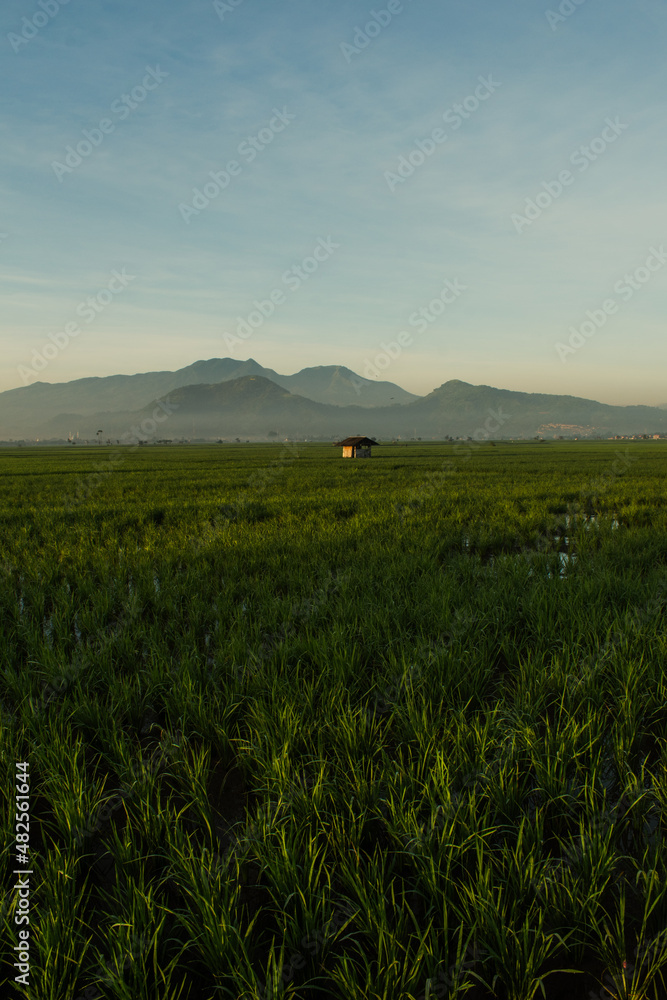 field of wheat and sunset