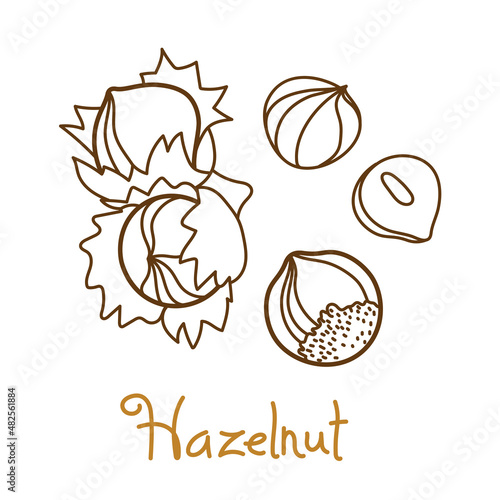 Hazelnut, filbert, cobnut, hazel hand drawn graphics element for packaging design of nuts and seeds or snack. Vector illustration in line art style