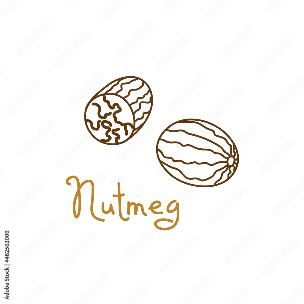 Nutmeg, mace hand drawn graphics element for packaging design of nuts