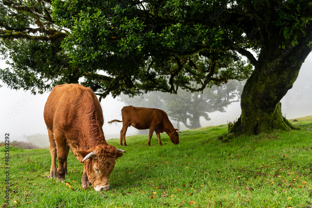 Brown cows grazing in green meadow in fog