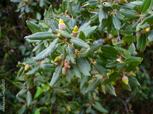 Holm oak branches with acorns and narrow green leaves. Evergreen tree. Quércus ílex
