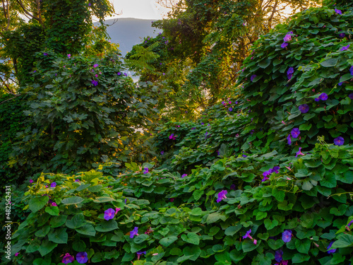 Solid thickets of bindweed with lilac flowers against the backdrop of mountains and sky.