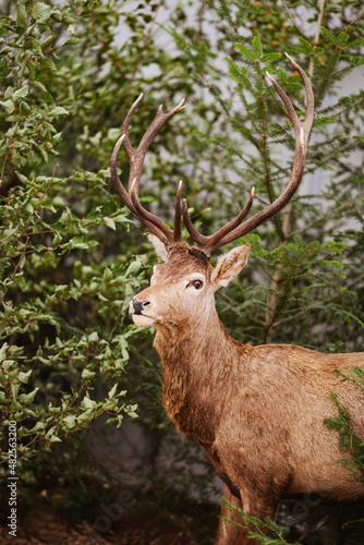 Deer in the woods , wildlife animal 