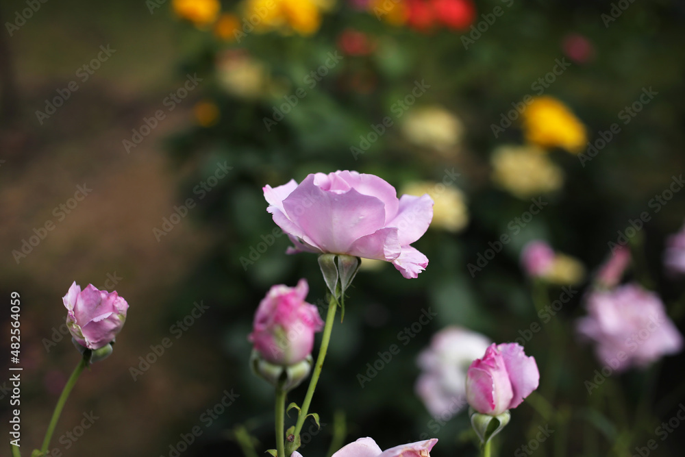 One small purple rose in the garden.