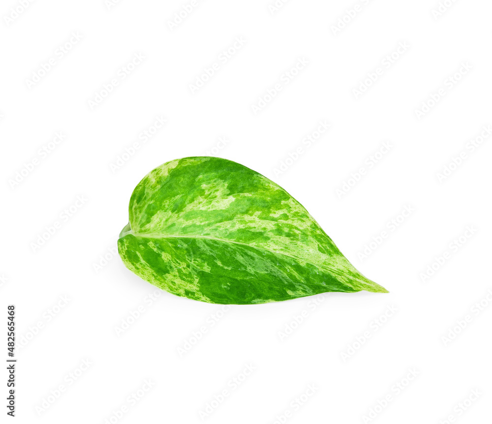 Spotted betel on a white background. Spotted betel on a white background.