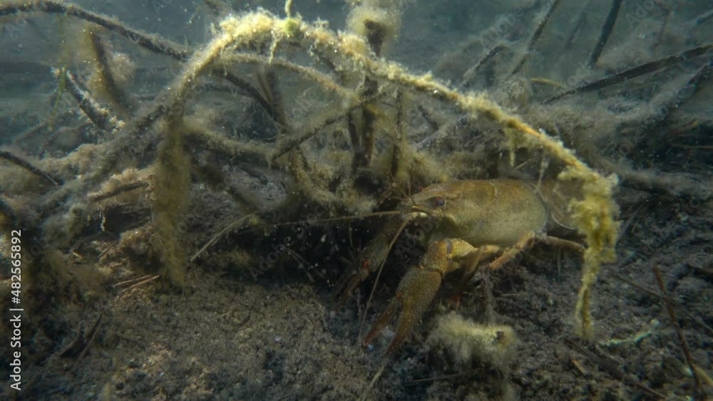 European crayfish (Astacus astacus) is looking for food on the muddy bottom. European crayfish (Astacus astacus) is looking for food on the muddy bottom.