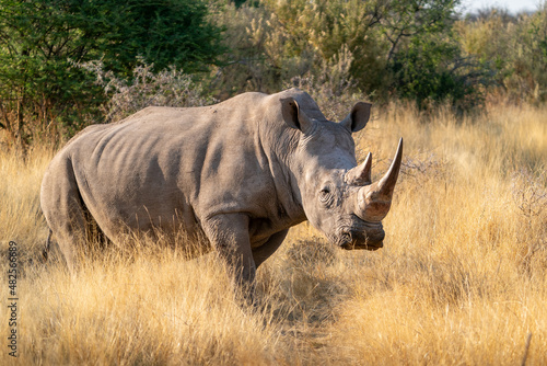 Southern white rhinoceros 