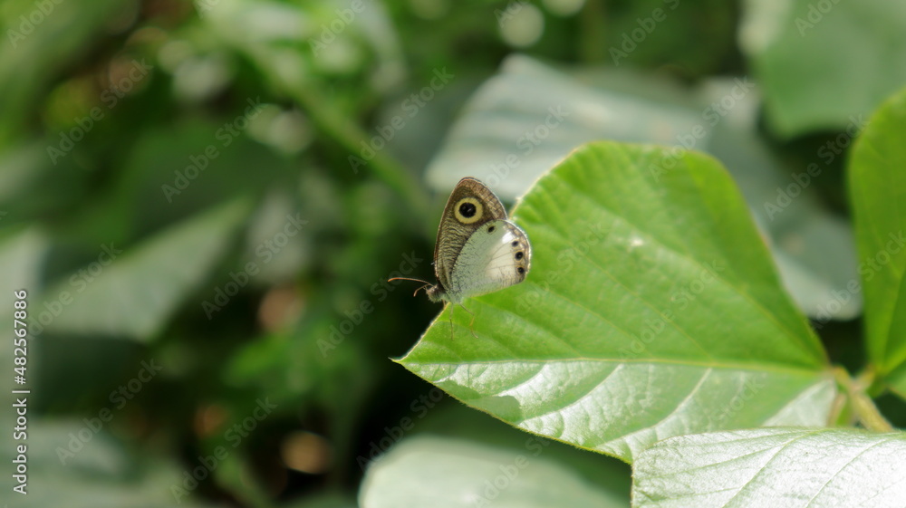 A White four ring butterfly on the tip of a wild leaf A White four ring butterfly on the tip of a wild leaf