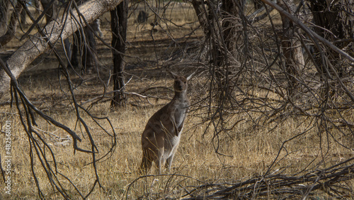 kangaroo in bush area 