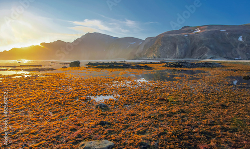 Obraz na plátně Sea level ebb in the Penzhinskaya Bay of the Sea of Okhotsk with seaweed in the rays of the setting sun