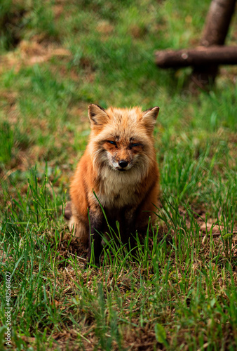 A Fox sitting in the gras and chils