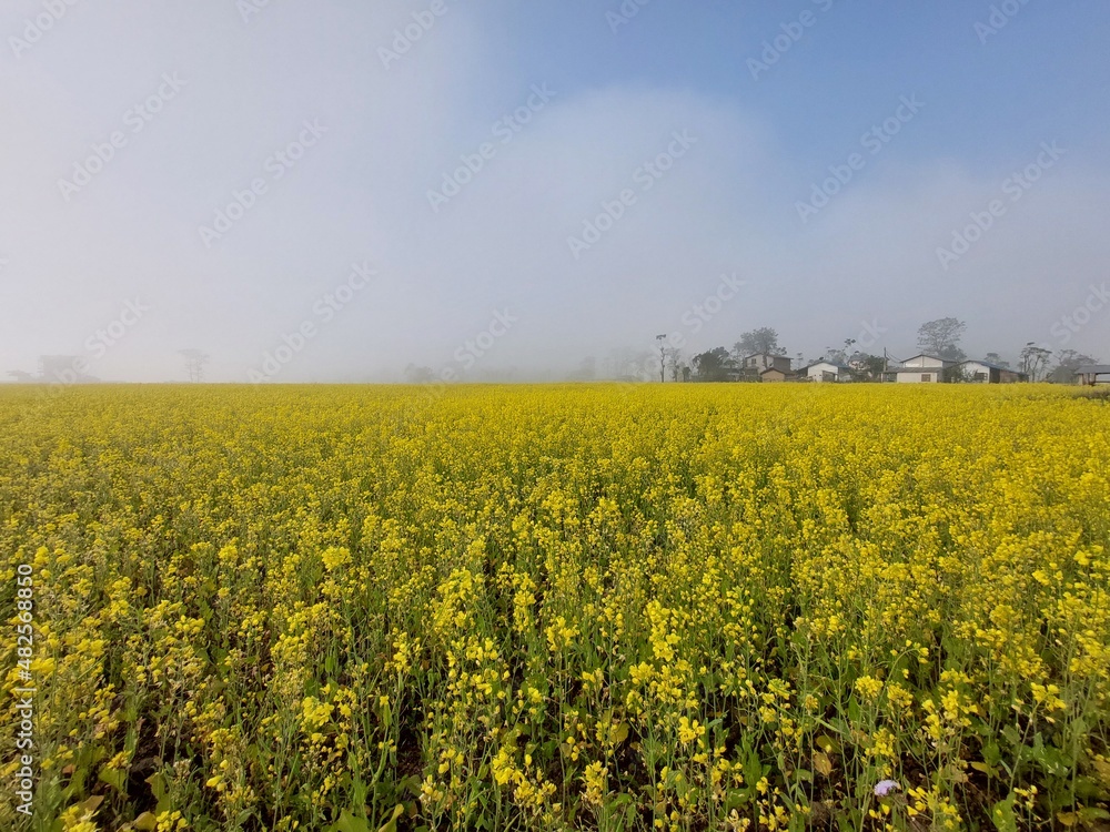 rapeseed field in spring