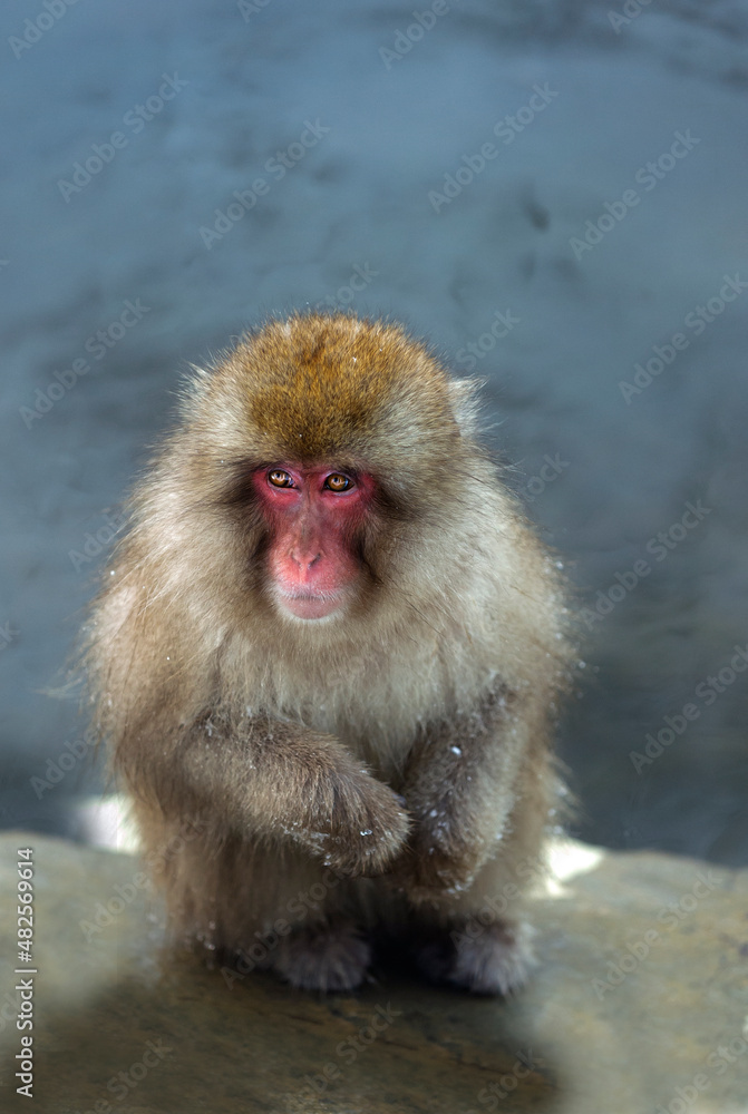 Japanese macaque. Scientific name: Macaca fuscata, also known as the snow monkey. Winter season. Natural habitat. Japan. Japanese macaque. Scientific name: Macaca fuscata, also known as the snow monkey. Winter season. Natural habitat. Japan.