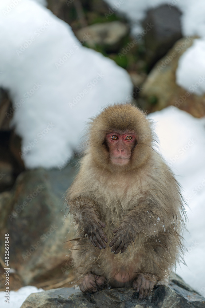 Fototapeta premium Japanese macaque. Scientific name: Macaca fuscata, also known as the snow monkey. Winter season. Natural habitat. Japan.