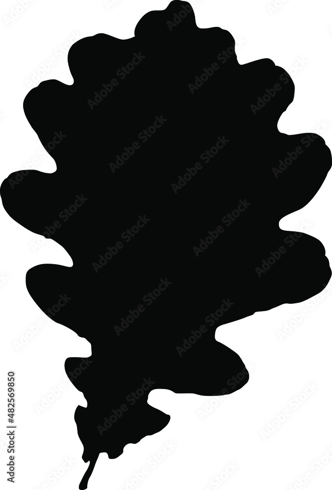 Vector leaf. Graphic illustration isolated on white background.
