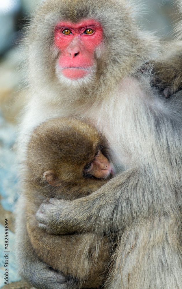 Naklejka premium Japanese macaque and cub. Close up portrait. Snow monkey. The Japanese macaque, Scientific name: Macaca fuscata, also known as the snow monkey. Winter season. Natural habitat.