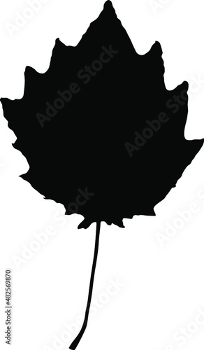 Vector leaf. Graphic illustration isolated on white background. 