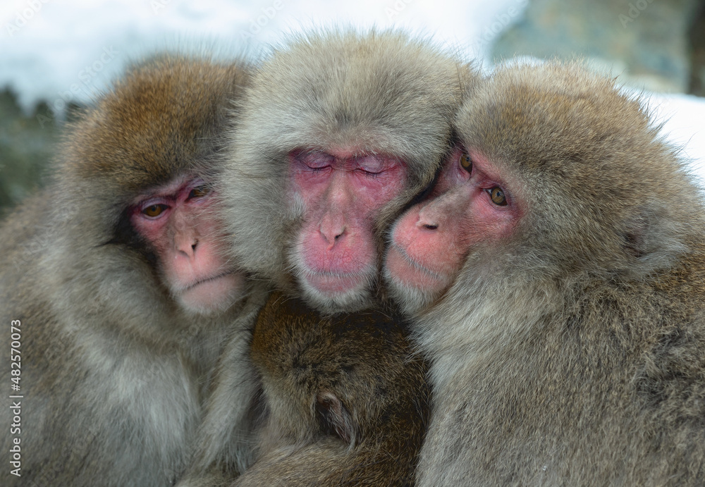 Snow monkeys. The Japanese macaque ( Scientific name: Macaca fuscata), also known as the snow monkey. Winter season. Natural habitat. Japan. Snow monkeys. The Japanese macaque ( Scientific name: Macaca fuscata), also known as the snow monkey. Winter season. Natural habitat. Japan.