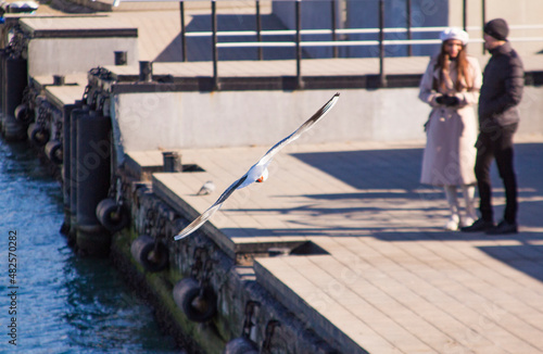 Seagull in flight against the background of a couple in love