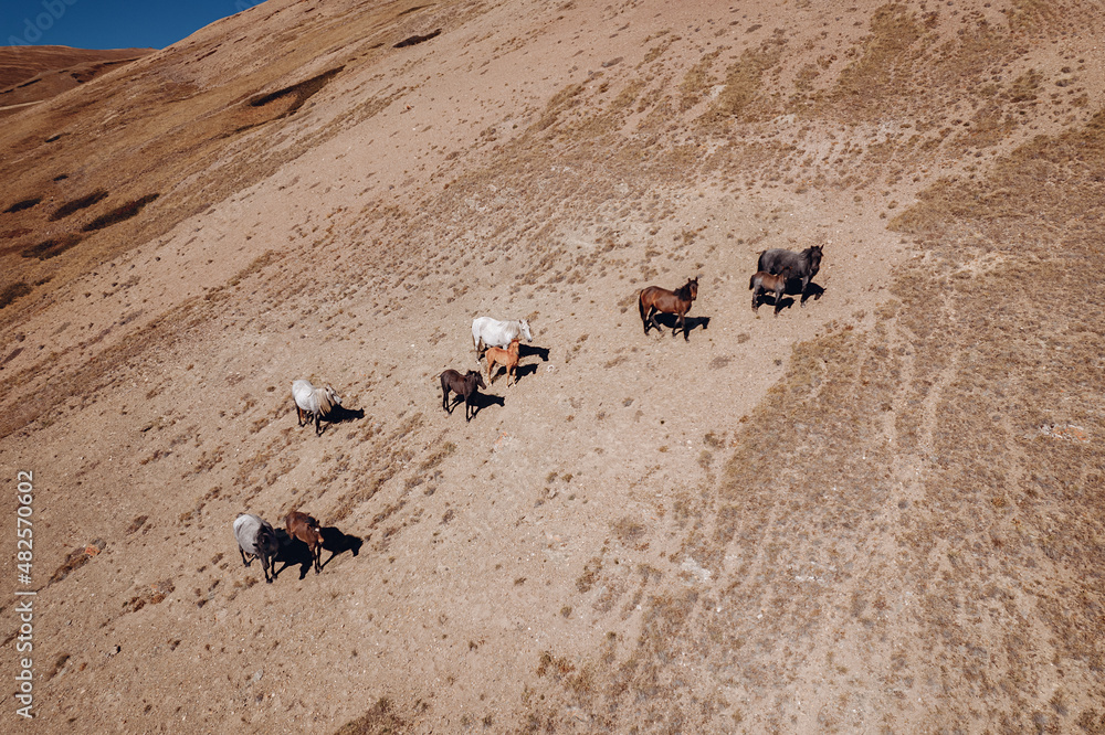 Obraz premium A flock of wild horses graze on the slope of a large hill under a sunny cloudless sky. Mountain valley.
