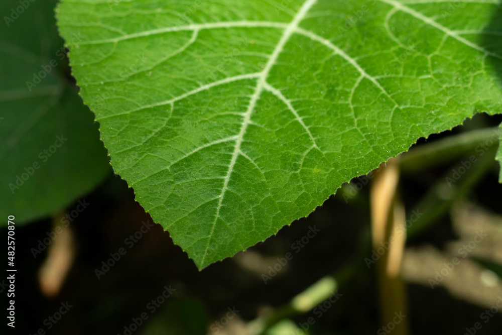 Pumpkin leaves have a healthy amount of Vitamin A, Vitamin C Pumpkin leaves have a healthy amount of Vitamin A, Vitamin C