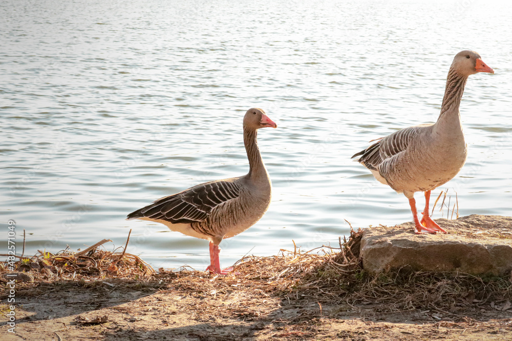 Water bird goose water swan flying bird , wildlife animal
Water bird goose water swan flying bird , wildlife animal
