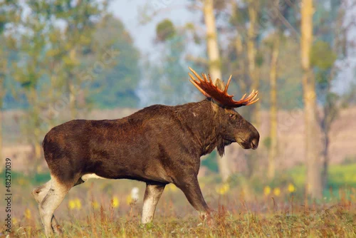 Fototapeta Łoś z wytartym porożem