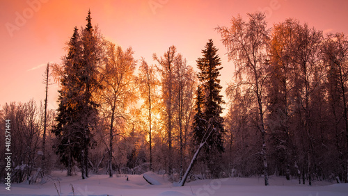 Winter forest at sunset, winter landscape