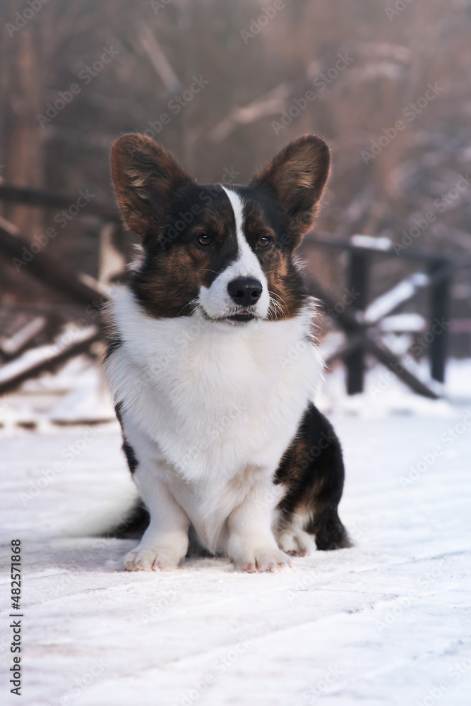 Cardigan welsh corgi. Dog sitting in a winter snowy park.