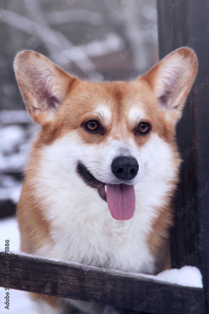 Happy dog portrait. Red and white pembroke welsh corgi.