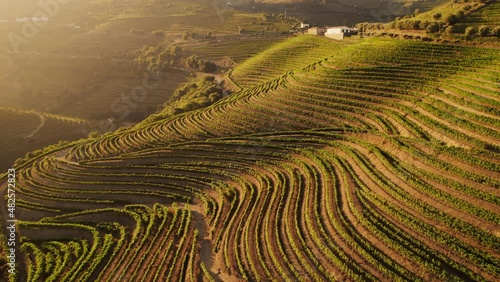 Terraced vineyards in the Douro Valley in Portugal. photo