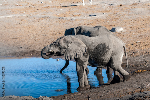 Two African Elephants -Loxodonta Africana- drinking from a waterhole. Etosha National Park, Namibia.