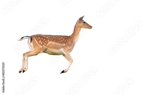 Fallow deer, dama dama, jumping from side isolated on white background. Spotted hind running cut out on blank. Female mammal in movement with copy space.