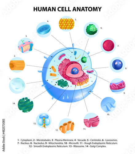 Cell Anatomy Infographics