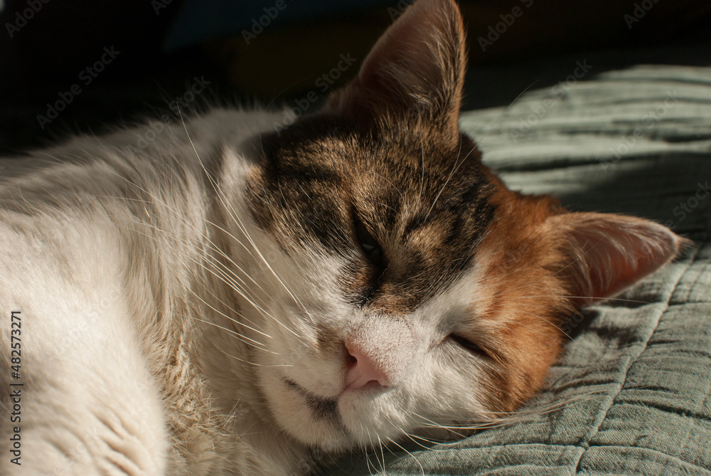 Head of resting on sofe female cat closeup