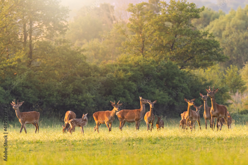 Fototapeta premium Group of red deer, cervus elaphus, grazing on meadow in summer sunshine. Herd of mammals pasturing on grassland in sunlight. Stags, hinds and fawns feeding on fresh glade.