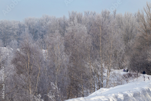 Forest in the snow on a hill