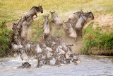Blue wildebeest, brindled gnu (Connochaetes taurinus) herd crossing the Mara river and not getting out on steep riverbank, Serengeti national park, Tanzania.