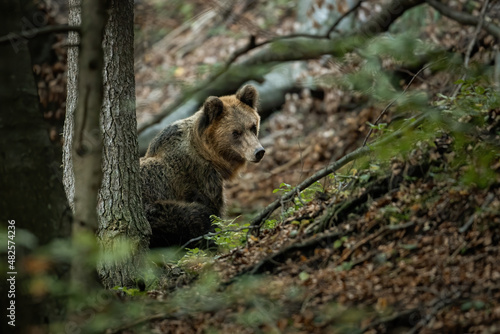Brown bear, ursus arctos, observing in forest in springtime nature. Large predator sitting on ground in woodland in spring. Big mammal resting in dark wilderness.