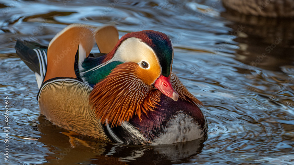 Mandarin Duck swimming on a Scottish river Mandarin Duck swimming on a Scottish river