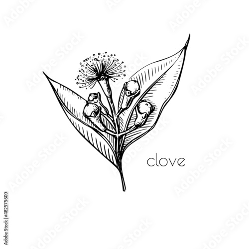 Green seeds clove flower sketch in retro style. Ink illustration. Isolated set. Vintage floral white background. Vector drawing. photo