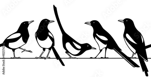 Vector horizontal seamless pattern with hand drawn cute Magpies sitting on a wire. Ink drawing, graphic style. Beautiful animal design elements. Perfect for prints and patterns