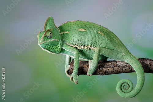 The Veiled Chameleon is a species of chameleon native to Yemen and Saudi Arabia.