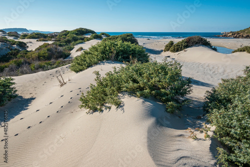 Fototapeta Naklejka Na Ścianę i Meble -  Sardegna: Aglientu, dune di sabbia bianca alla spiaggia di Rena Majore